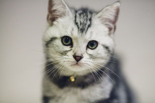 七猫小说