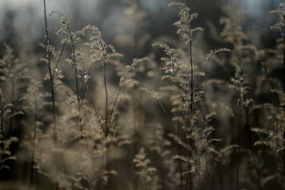信长的野望,探索日本战国时代的权力游戏